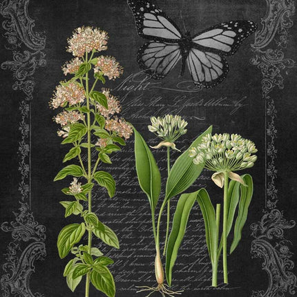 Oregano and Garlic Chalkboard A4