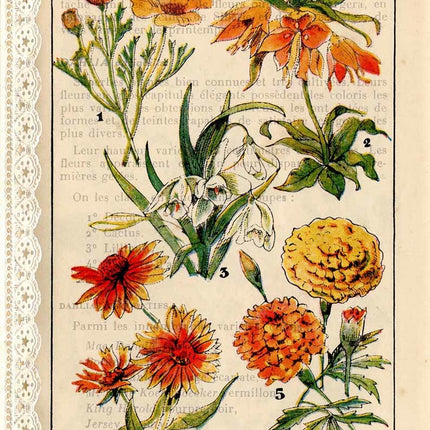French Botanicals I A4