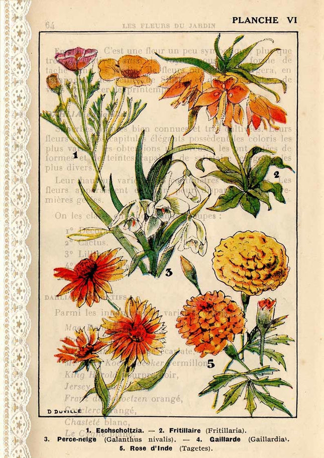 French Botanicals I A4
